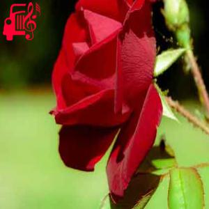 دانلود آهنگ آهنگ از بالا محل تا پایین محل دارننه خبر بمیرما از قاسم مهدی نیا + متن ترانه
