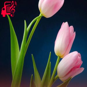 کاور آهنگ به لاله در خون خفته از موزیک کار اثر موزیک کار