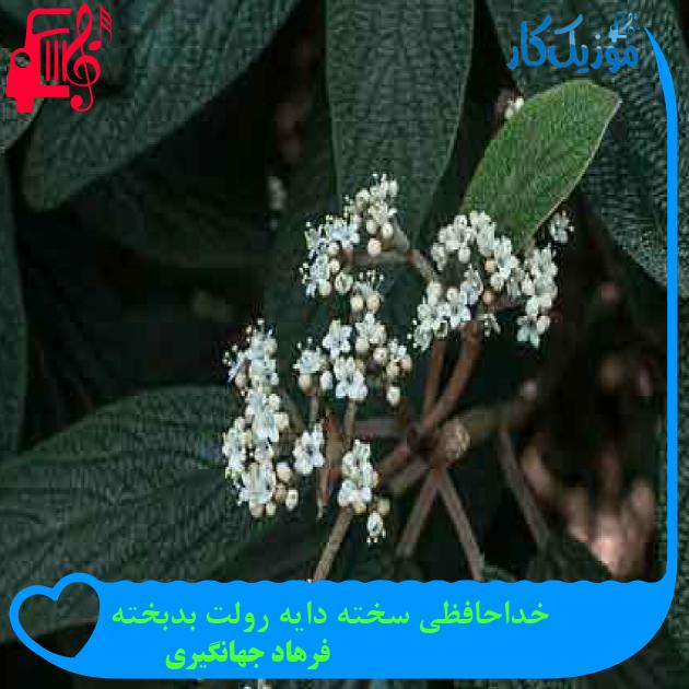 آهنگ خداحافظی سخته دایه رولت بدبخته از فرهاد جهانگیری + متن ترانه آهنگ خداحافظی سخته دایه رولت بدبخته از فرهاد جهانگیری + متن ترانه