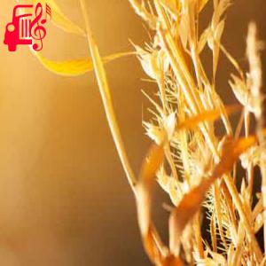 دانلود آهنگ آهنگ قربان دهنت ای عروس از ابرو شاهین + متن ترانه