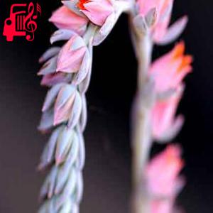دانلود آهنگ آهنگ یه شری من پوزته از سعید حسینی + متن ترانه