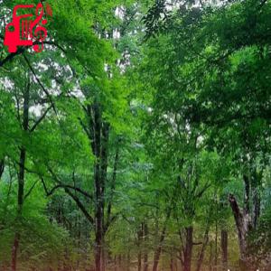 دانلود آهنگ آهنگ گل گلدون من شکسته در باد از سیمین غانم + متن ترانه