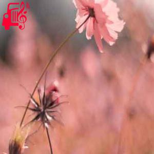 دانلود آهنگ آهنگ تو به دنیا اومدی حتی خدا محو تو شد از کوروش + متن ترانه