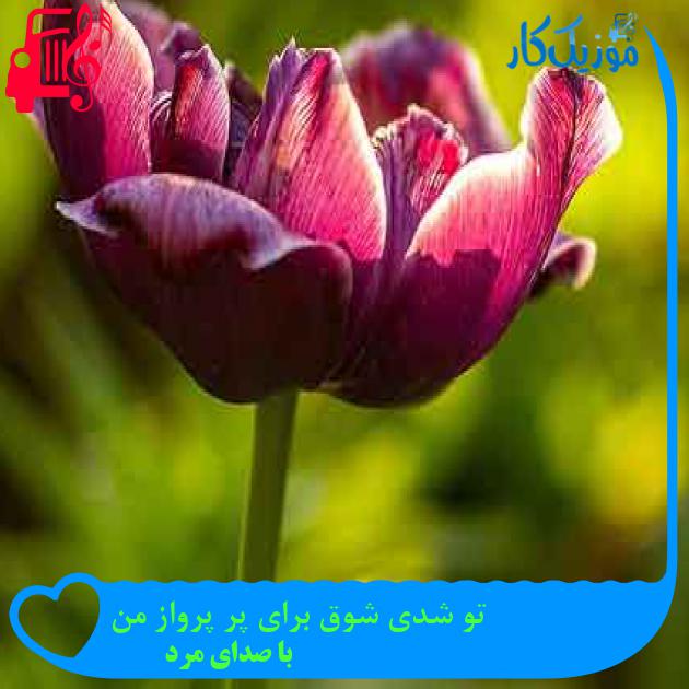 آهنگ تو شدی شوق برای پر پرواز من از با صدای مرد + متن ترانه آهنگ تو شدی شوق برای پر پرواز من از با صدای مرد + متن ترانه