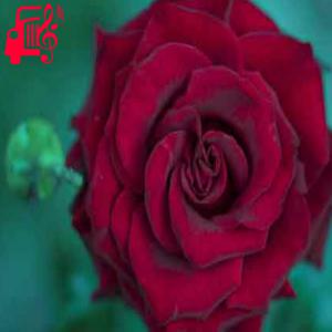 دانلود آهنگ آهنگ ای جان جانان دوستت دارم ریمیکس از با صدای مرد + متن ترانه