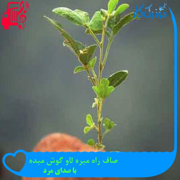 آهنگ صاف راه میره لاو گوش میده از با صدای مرد + متن ترانه آهنگ صاف راه میره لاو گوش میده از با صدای مرد + متن ترانه
