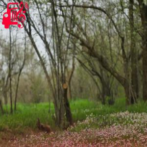 دانلود آهنگ آهنگ من عاشکیمین دلیسیم با صدای بچه از موزیک کار