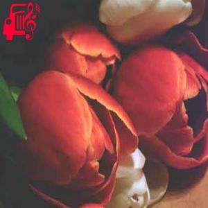 دانلود آهنگ آهنگ کلمه ها میبارن از روی اجبار از با صدای مرد + متن ترانه