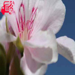 دانلود آهنگ آهنگ میبری اگر دل مرا نوش جان از آریا + متن ترانه