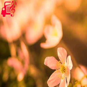 دانلود آهنگ آهنگ واسه قلبم نگات همیشه آنتیکه از با صدای مرد + متن ترانه