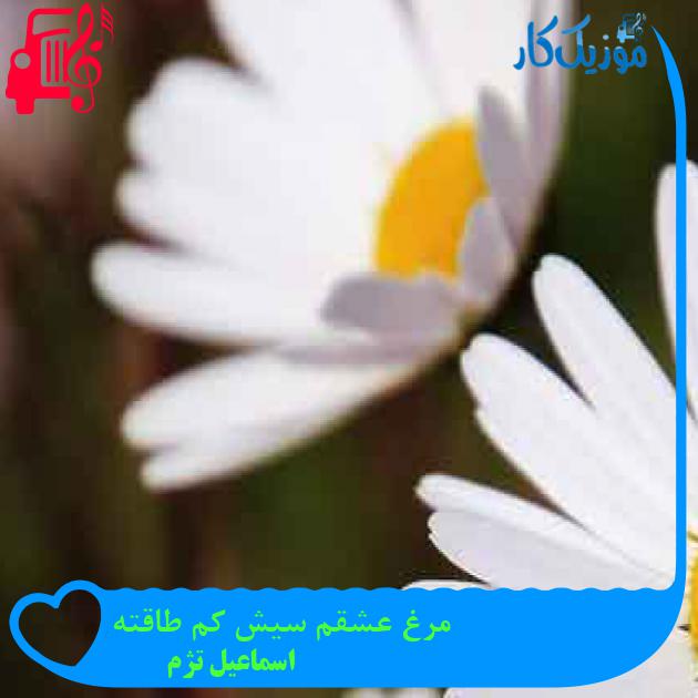 آهنگ مرغ عشقم سیش کم طاقته از اسماعیل تژم + متن ترانه آهنگ مرغ عشقم سیش کم طاقته از اسماعیل تژم + متن ترانه