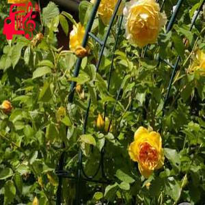 کاور آهنگ یه روزی گله کردم من از عالم مستی از با گیتار + متن ترانه اثر با گیتار