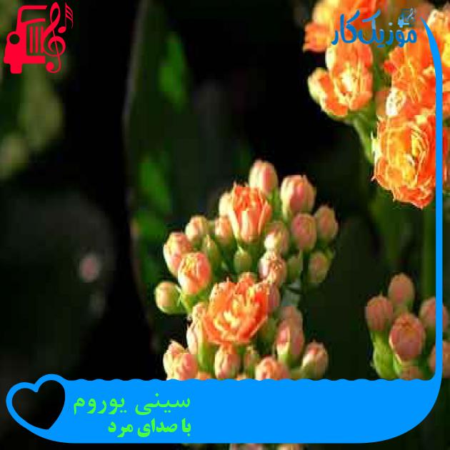 آهنگ سینی یوروم از با صدای مرد + متن ترانه آهنگ سینی یوروم از با صدای مرد + متن ترانه